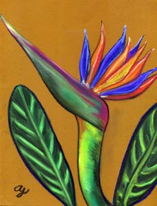 Pastel of a Bird of Paradise flower by artist Angela Young