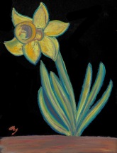 Daffodil